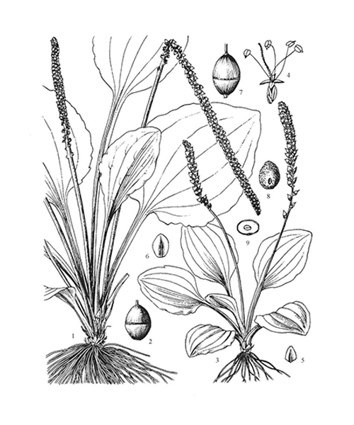 Natural compounds from  Plantago asiatica